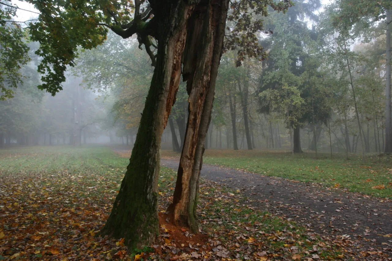 Modesto Patašiaus nuotr.